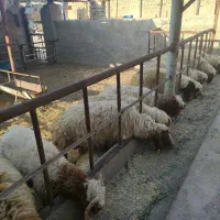 بره چاق لاغر