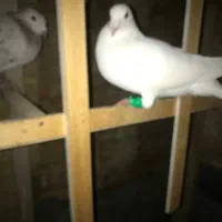 سفید کرمونی ماده گم شده