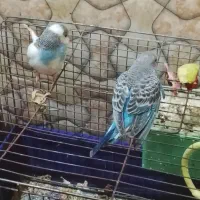 فروش مرغ عشق