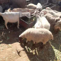 خریدفروش ومعاوضه گوسفند