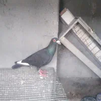 کفتر