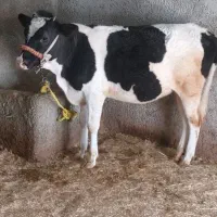 گوساله گوشتی