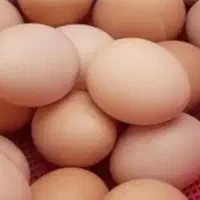 اوشاما