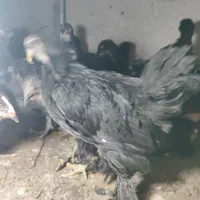 نیمچه مرندی اصل