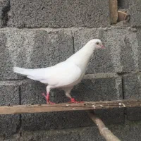پتی واله کفتر