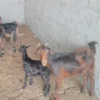 سه عدد بز  ابستن باکهره