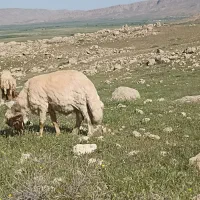 قوچ