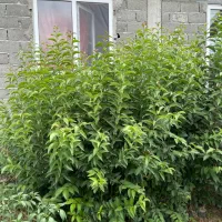 گل و گیاه