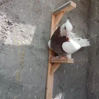 حراج کبوتر