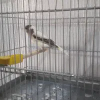 قناری ماده