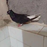 09390163511|سیم‌کارت|اهواز, کوی علوی|دیوار