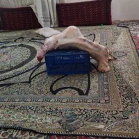 گوسفند