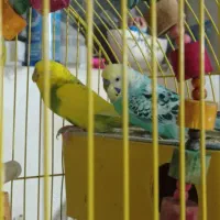 یک جفت مرغ عشق ایرانی