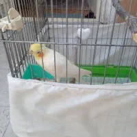 عروس هلندی