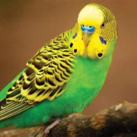 معاوظه مرغ عشق نر با ماده