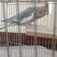 عروس هلندی نر آماده جفت