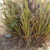 پاجوش مضافتی و شاهانی