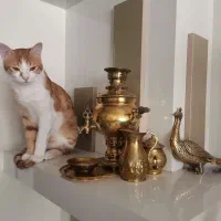 واگذاری رایگان گربه