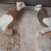 دوتا طوق زرد خال سیاه یکی پاپر یکی ساده فروشی