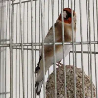 سهره نر 3ساله جفتی بشرط معاوضه با قناری|پرنده|خرم‌آباد, |دیوار