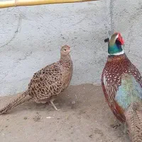 تخم نطفه دار درجه یک