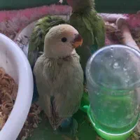 ۴عدد کوتوله برزیلی