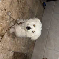 سگ پاکوتاه