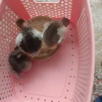 جوجه گردن لختی