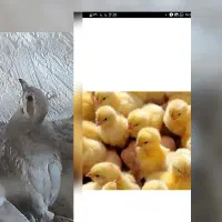 مرغ