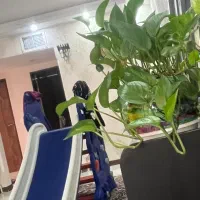 سرسره مدل خرگوشی بزرگ