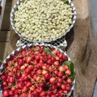 کارگر داعمی برای میوه فروشی
