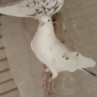کبوتر