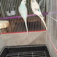 مرغ عشق نر و ماده با قفس