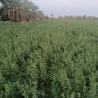 بریدن علف با موتور کوله ای