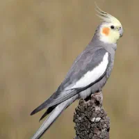 فروش عروس هلندی