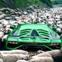 بره نر موجود است