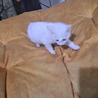 گربه خونگی