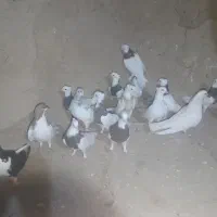 طوقی ساده خال زرد