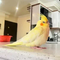 گمشده.عروس هلندی