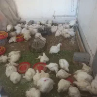 مرغ ‌گوشتی