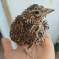 جوجه سهره