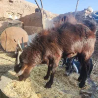 کهره نر