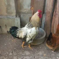 خروس هفت رنگ زیبا