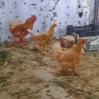 ۳ مرغ و خروس و نوچه مرغ