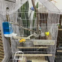 طوطی برزیلی ومرغ عشق