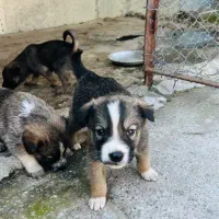 سگ ژرمن