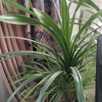 فروش گل آپارتمانی