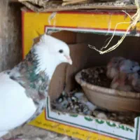 کبوتر