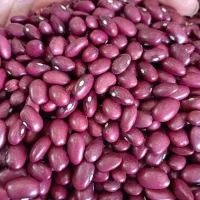 پخش مواد غذایی ربانی