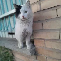 واگذاری گربه رها شده